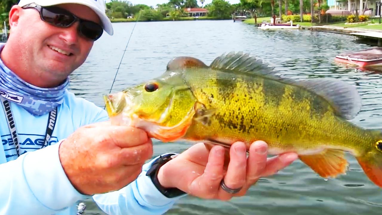 Victory+ - Peacocks And Clowns