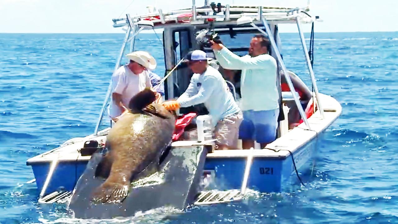 Victory+ - Super Grouper