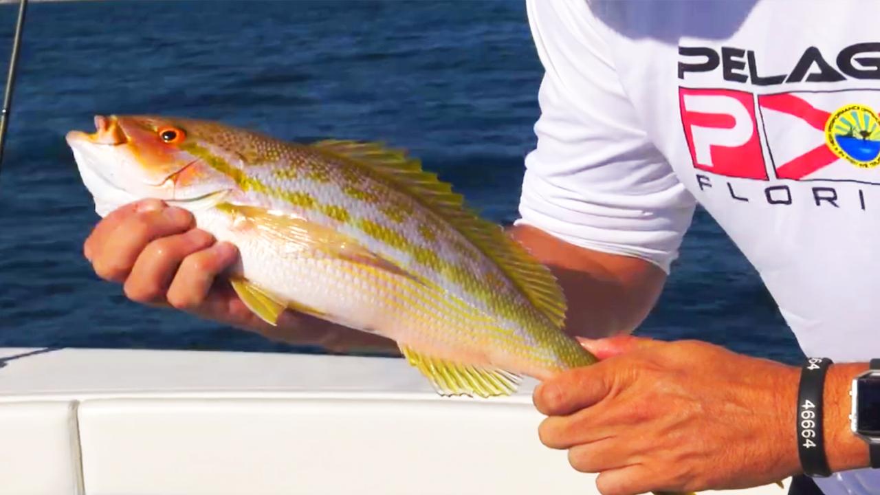 Victory+ - Yellowtails And Sails