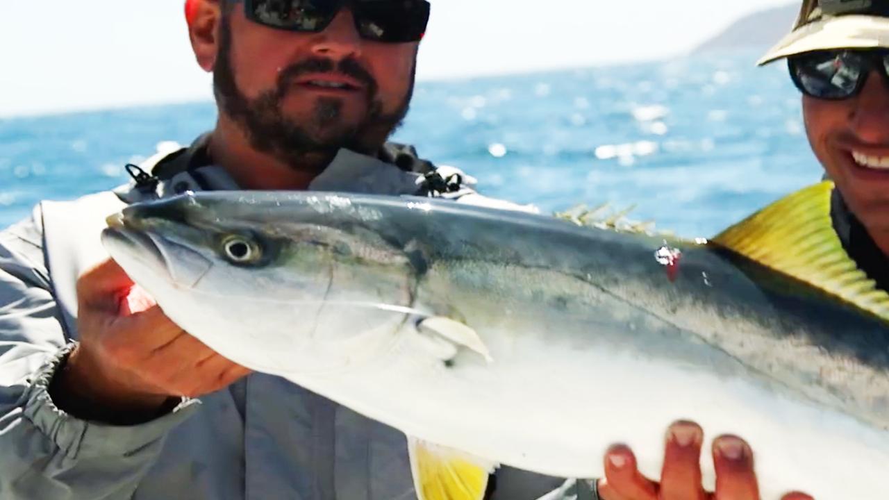 Victory+ - Coronado Islands Fishing Yellowtail With Surface Iron