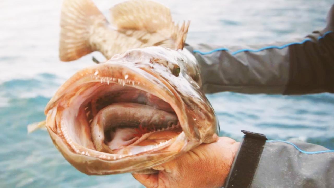 Victory+ - Epic Baja Mexico Grouper Fishing