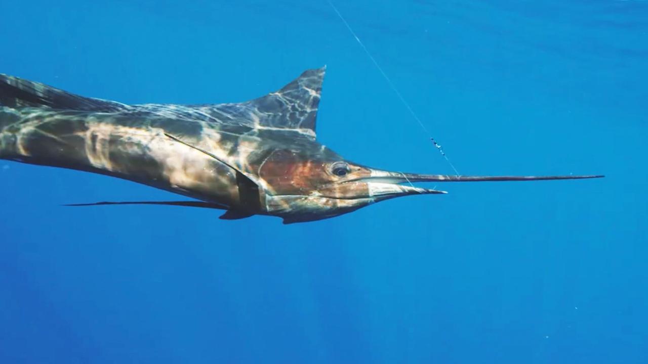 Victory+ - Casa Vieja Lodge Sailfish Fishing Is On Fire