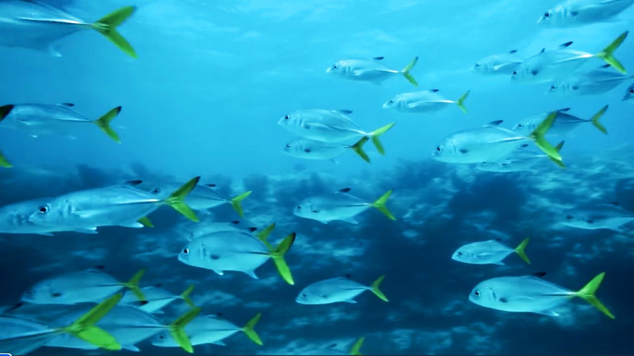 Victory+ - What A Fishing Reef Looks Like