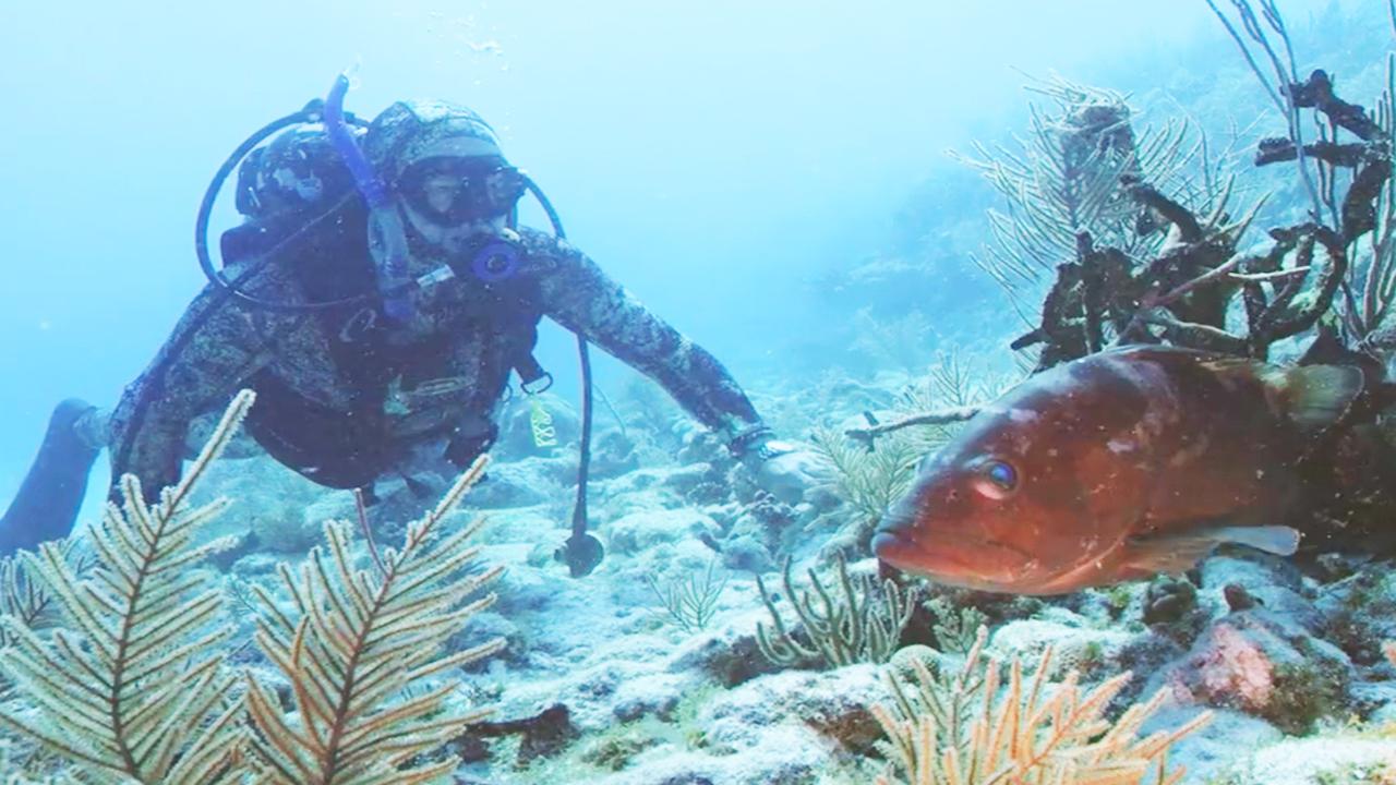 Victory+ - Learn How To Scuba Dive And Spearfish