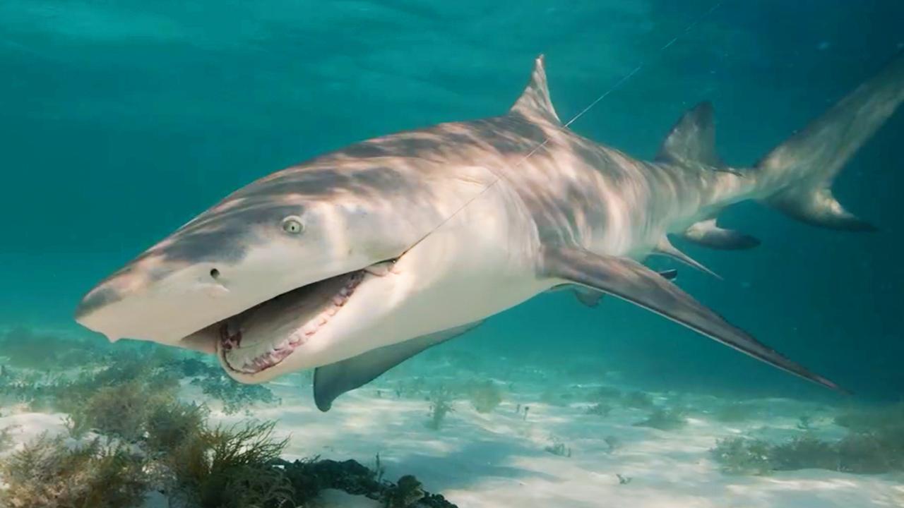 Victory+ - Sharking for huge blacktip sharks in The Florida Keys