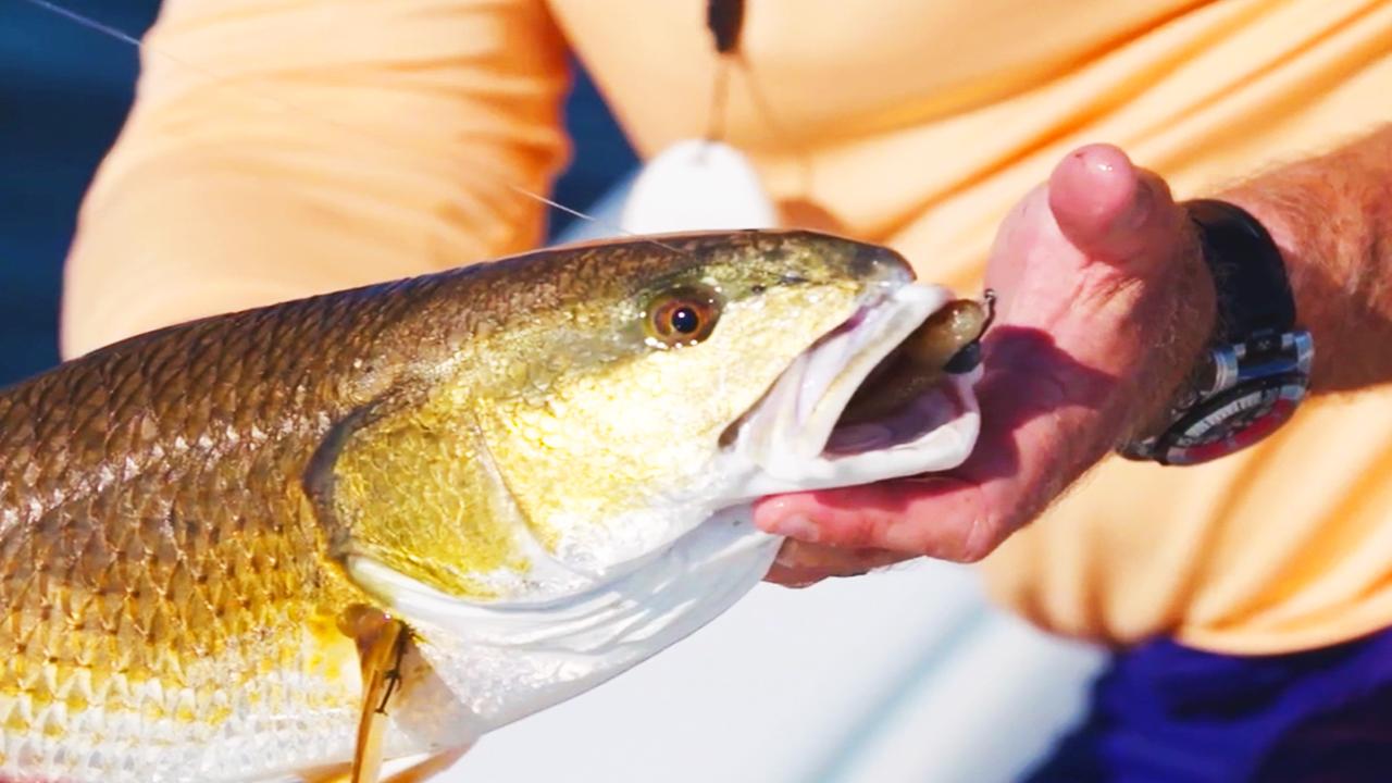 Victory+ - Louisiana Pumpkins Part 2