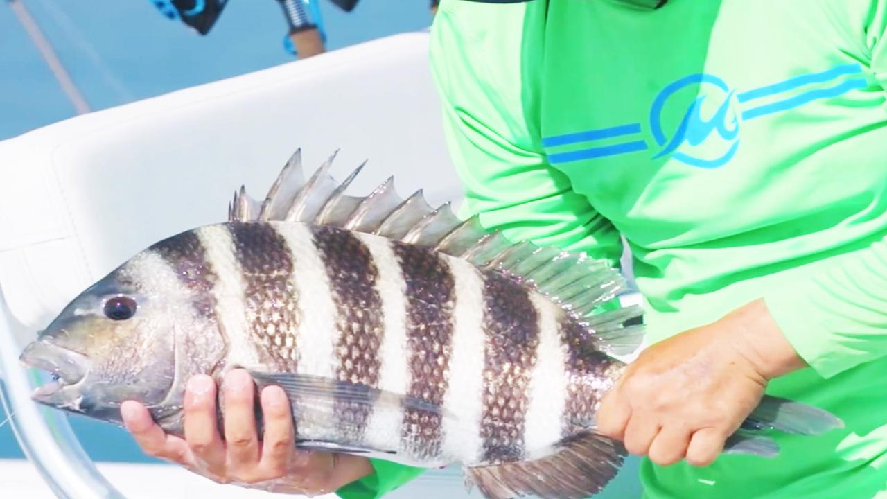 Victory+ - Zebra Hunting