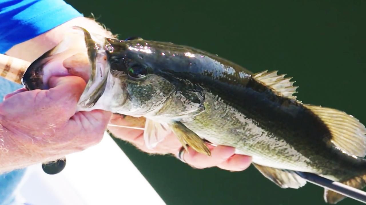 Victory+ - Pasture Bass